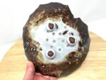 Pressed Leaf Soap Dish (White & Brown) — top view